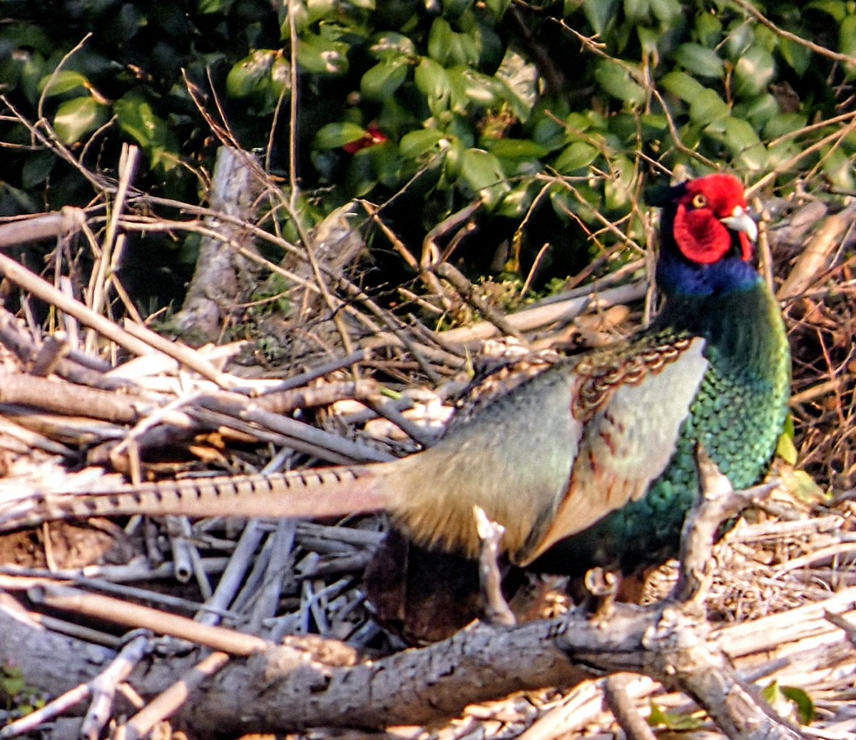 たけなかいさお tweet media