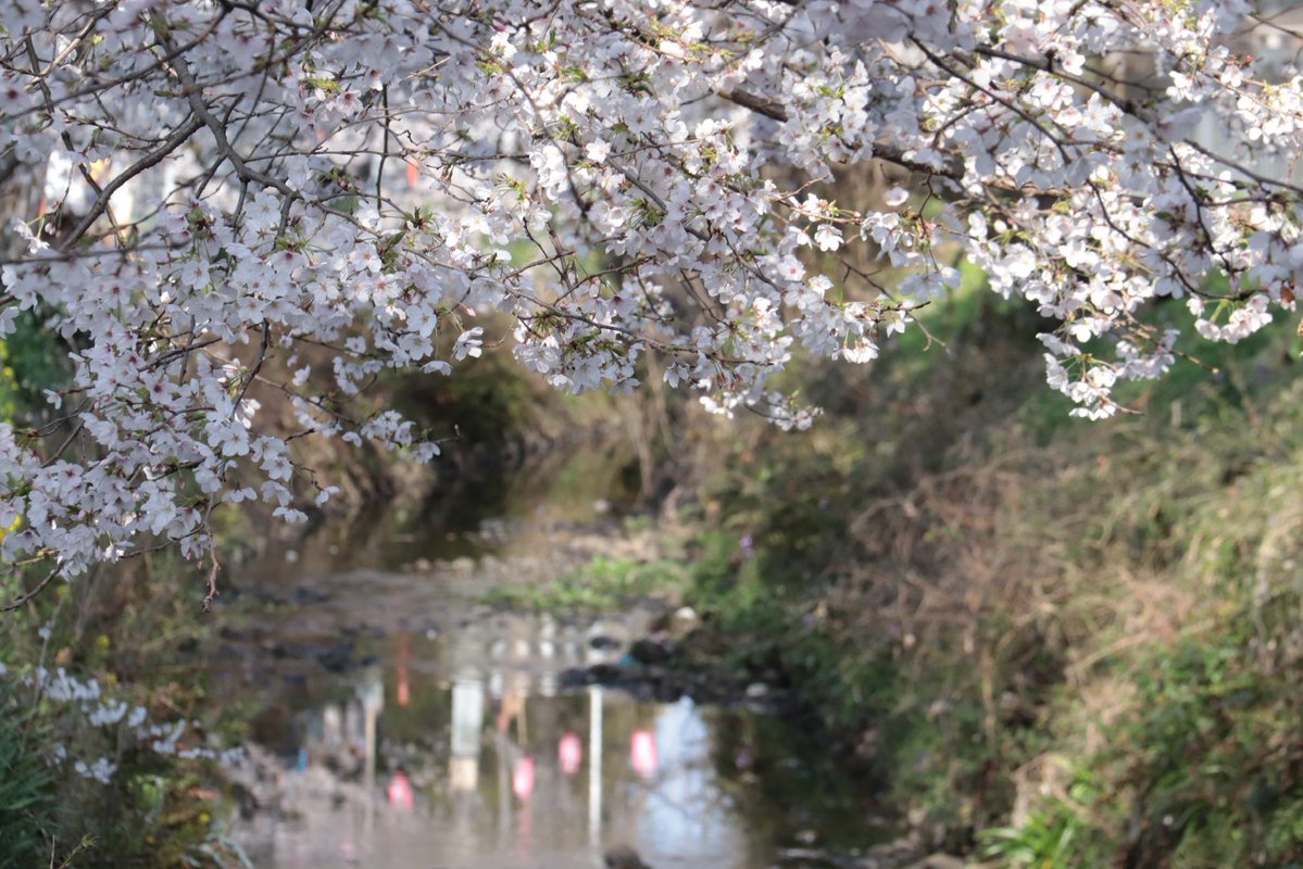 yokowks's tweet image. おはようございます·͜· ︎︎ᕷ

よく晴れました☀️
週末は雨なのでお花見に
行きたい気分
オシゴトオシゴト
Have a good day☺️

#worldpeace