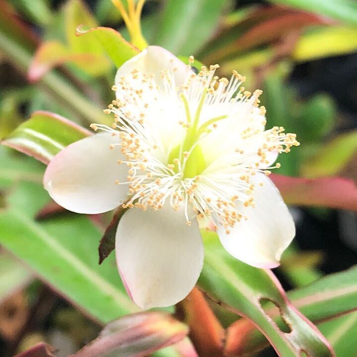 【水草・水生植物】チャーム公式 tweet media