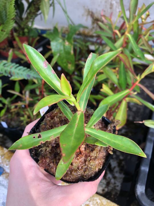 【水草・水生植物】チャーム公式 tweet media