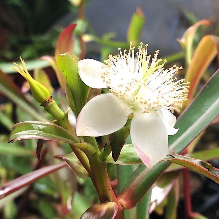 【水草・水生植物】チャーム公式 tweet media