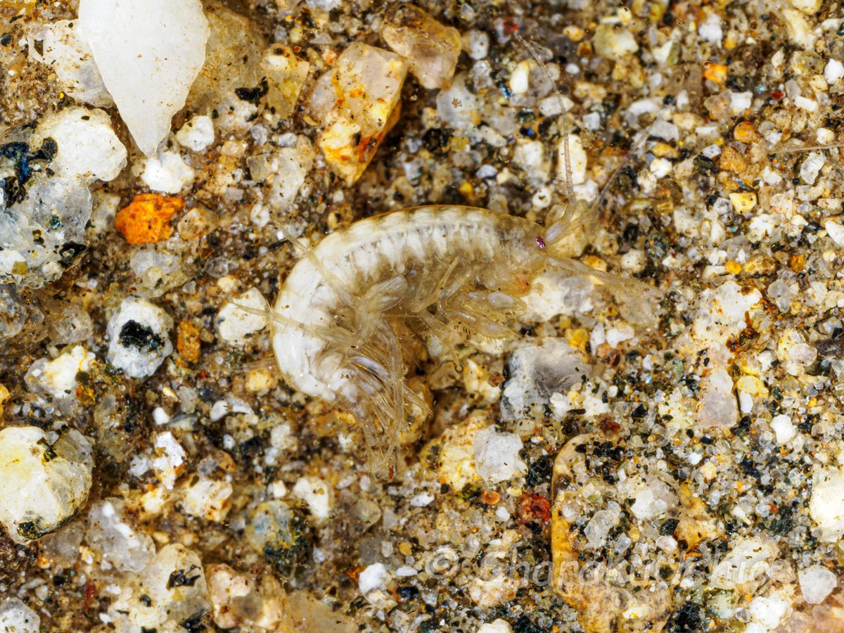 写楽汐@自然大好きVtuber tweet media