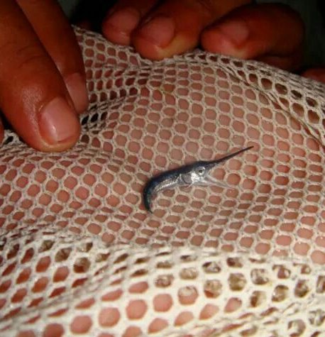 piscis sophia 𓆟 tweet media