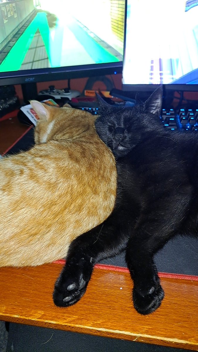 NemisRevile98's tweet photo. @LogitechG Ossy &amp; Mio the lovely dynamic threath to my desk space 💚

#LAYSTATION https://t.co/bTU5O8KRwy