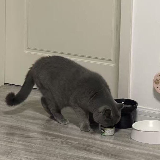 上海暮らしのホイホイ tweet media