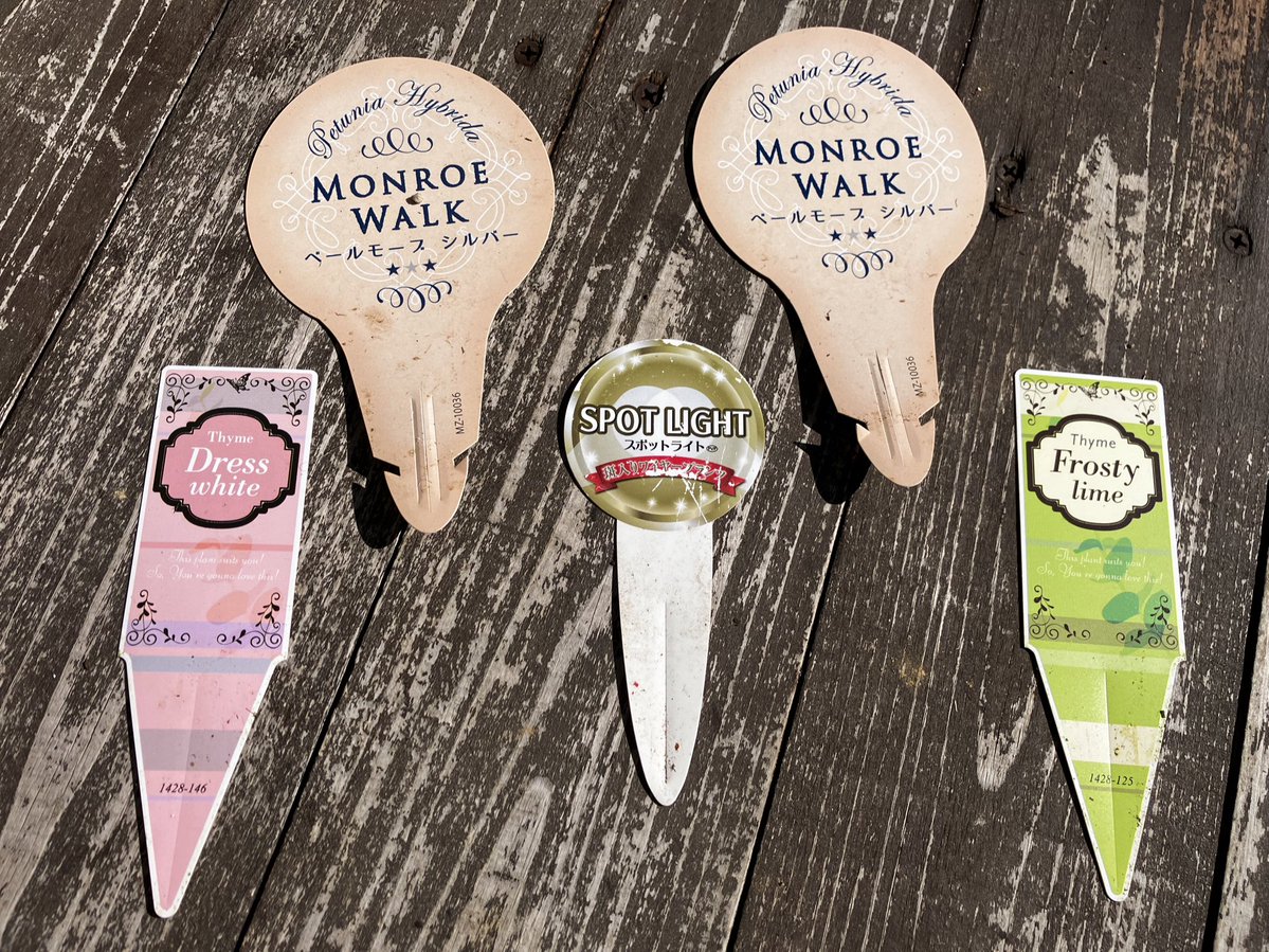 Sun- Flower❖Sol Flor tweet media