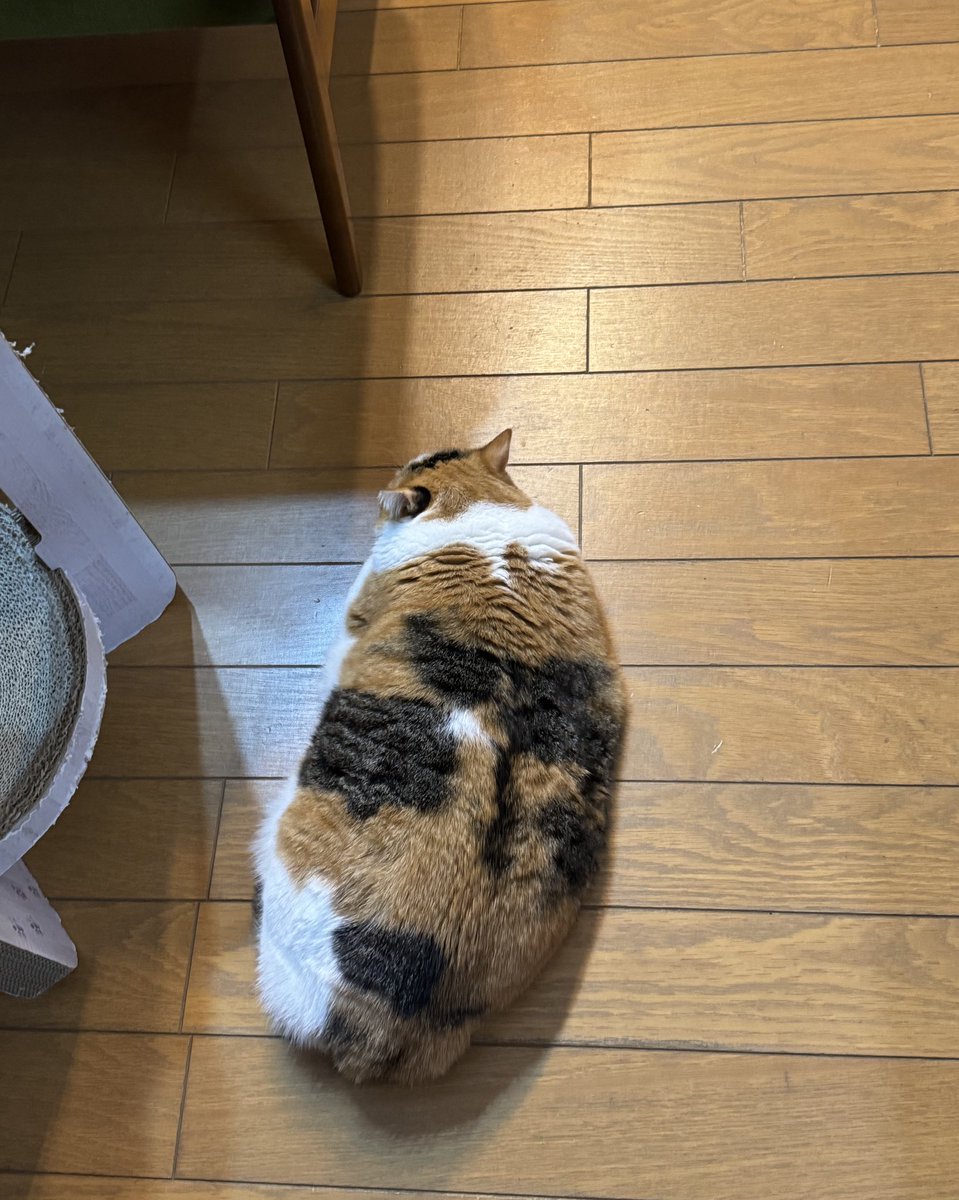 三毛猫姉妹くきくらと飼主の道🍪🔶 tweet media