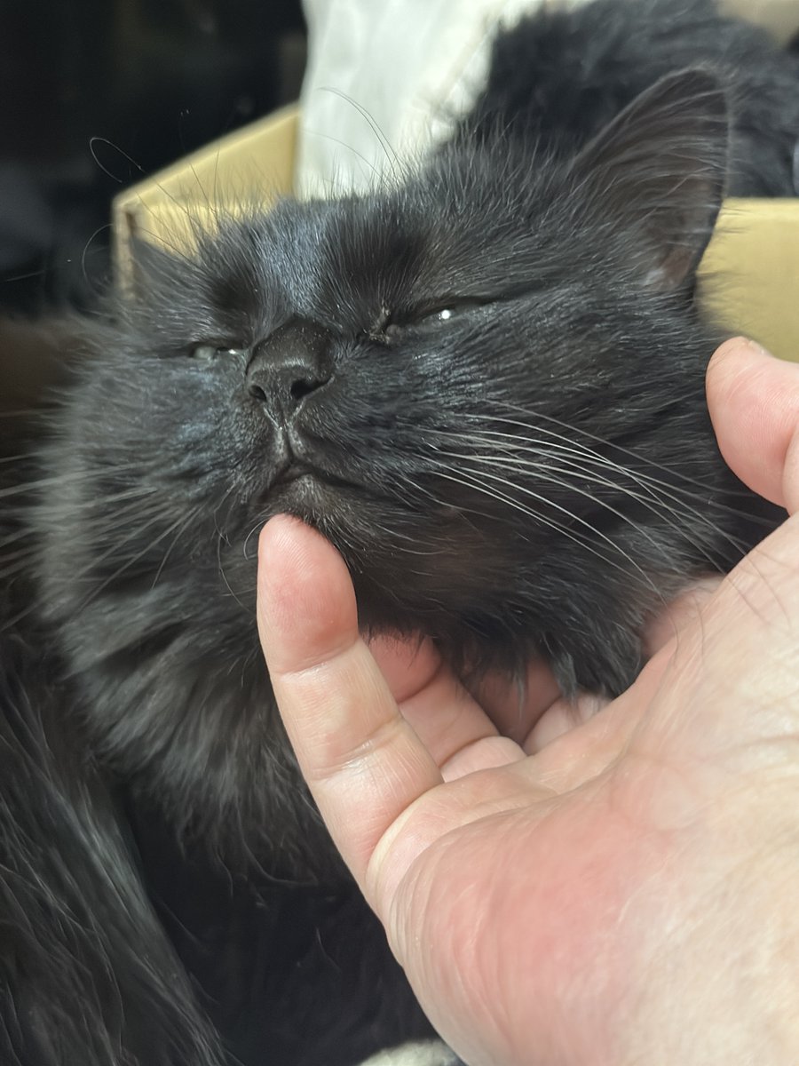 KobeIdeaEgg tweet media