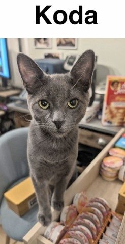 🌻Samson Cat🐱 tweet media