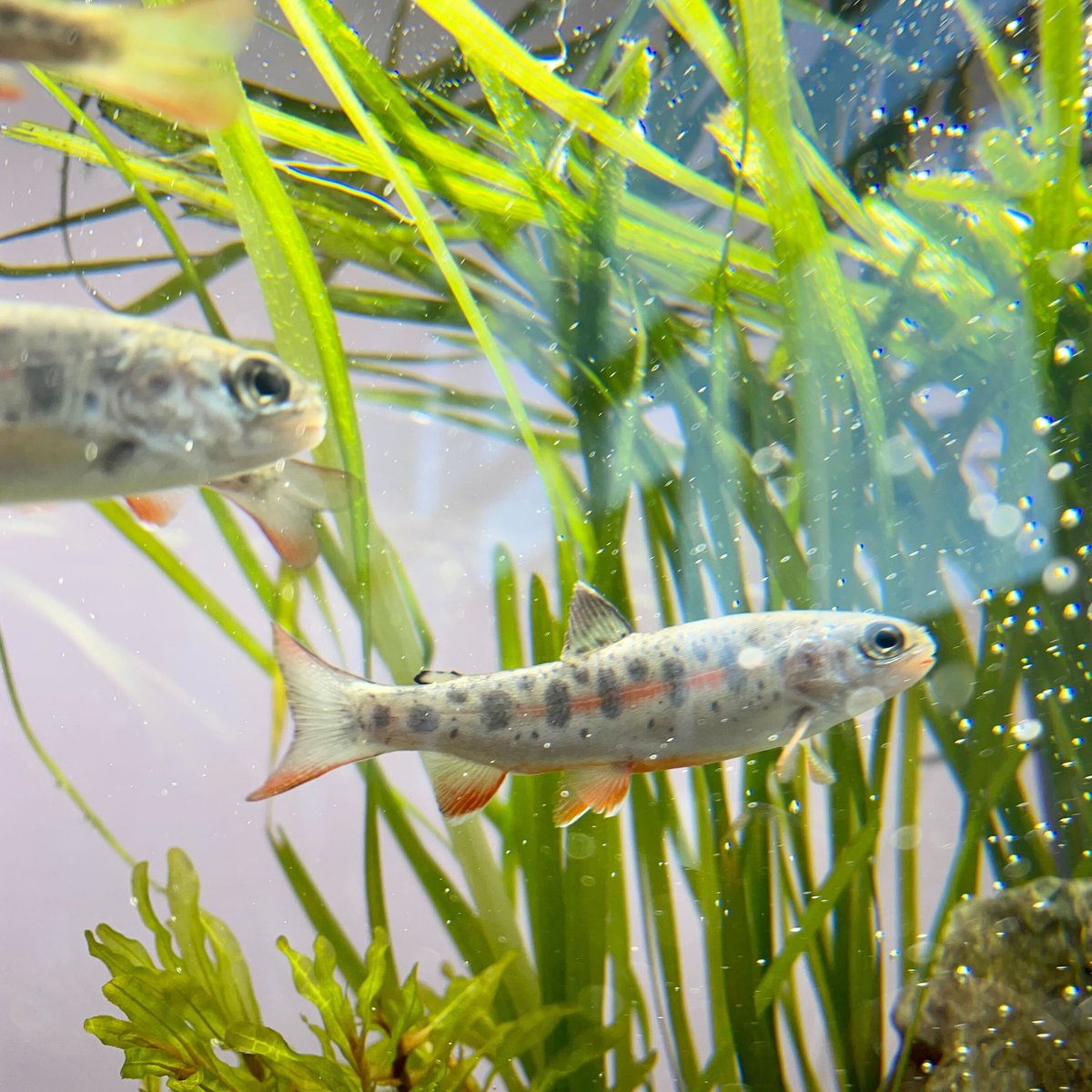 shopcharm's tweet photo. アメリカの皆さんこんにちは。
魚を飼っている人はいますか？
海外の方の水槽を見せてほしいです。
この写真はニジマスです。
美しい川魚です。 https://t.co/i0SBnIcSRY