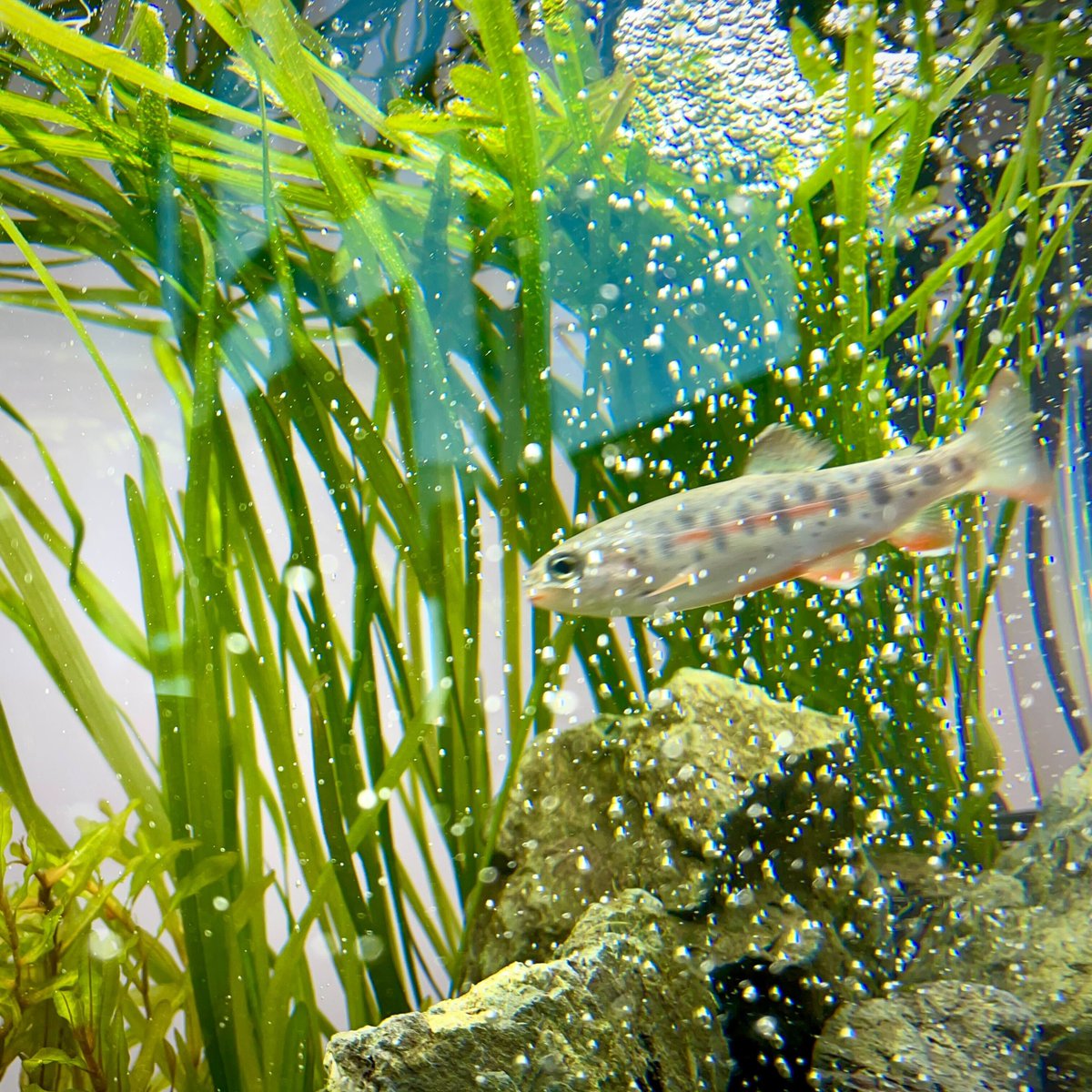 shopcharm's tweet photo. アメリカの皆さんこんにちは。
魚を飼っている人はいますか？
海外の方の水槽を見せてほしいです。
この写真はニジマスです。
美しい川魚です。 https://t.co/i0SBnIcSRY