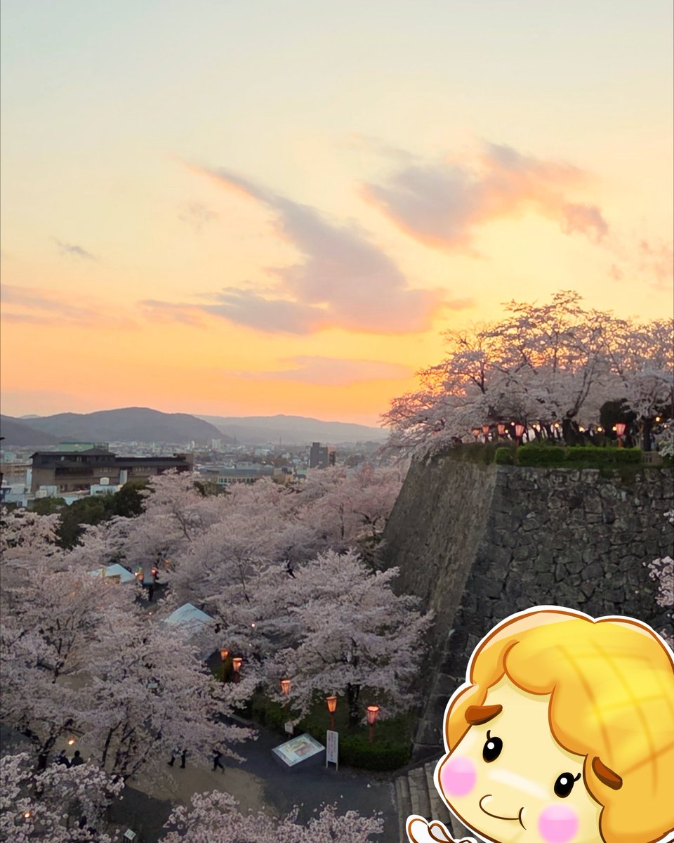 torimero_chan's tweet photo. お城山でお花見してきたよー🌸　　　　 
#岡山 #満開の桜 https://t.co/5VAStVjAU6