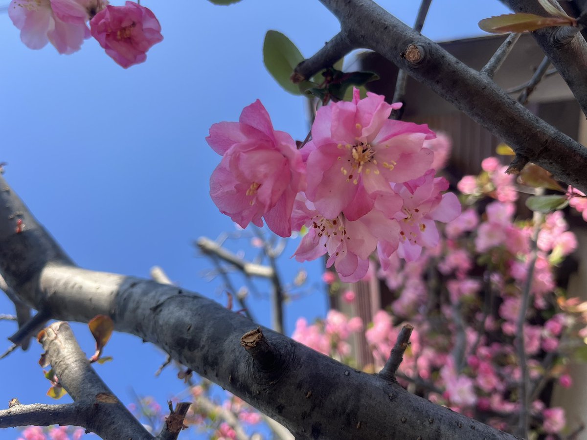 マッチボックス tweet media