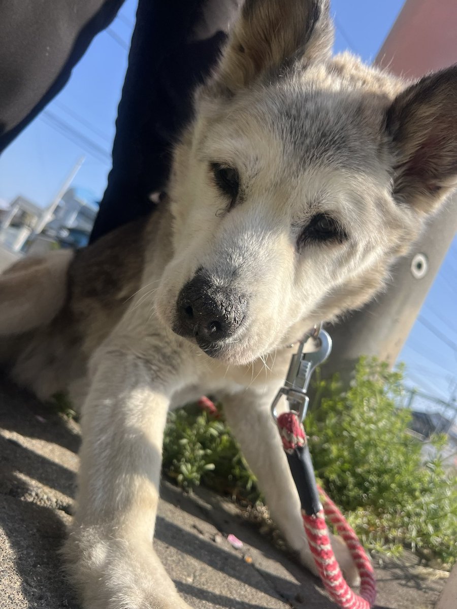 マッチボックス tweet media