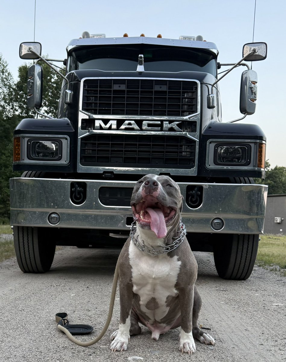 RaniL247's tweet image. Thank you @Starbur80728190 , very cute, here is  my boy “Ohkwari”😁🐾😎🇺🇸✌🏻