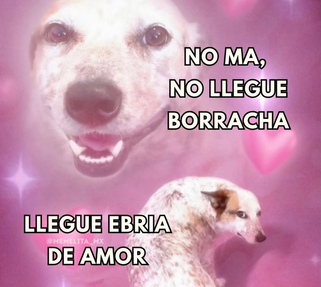 Mundo de Bigotes tweet media