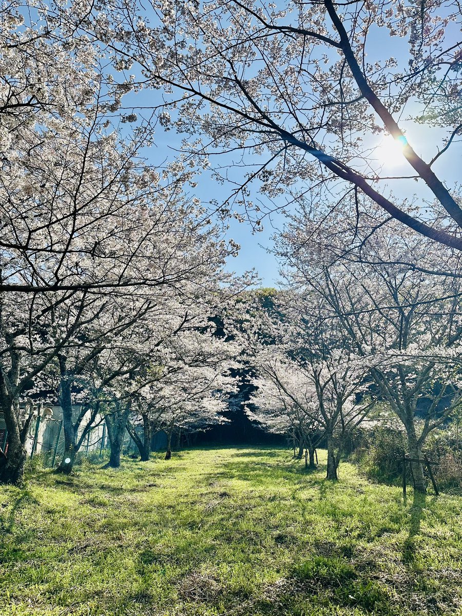 虎杖 悠仁 （呪術高専1年） tweet media