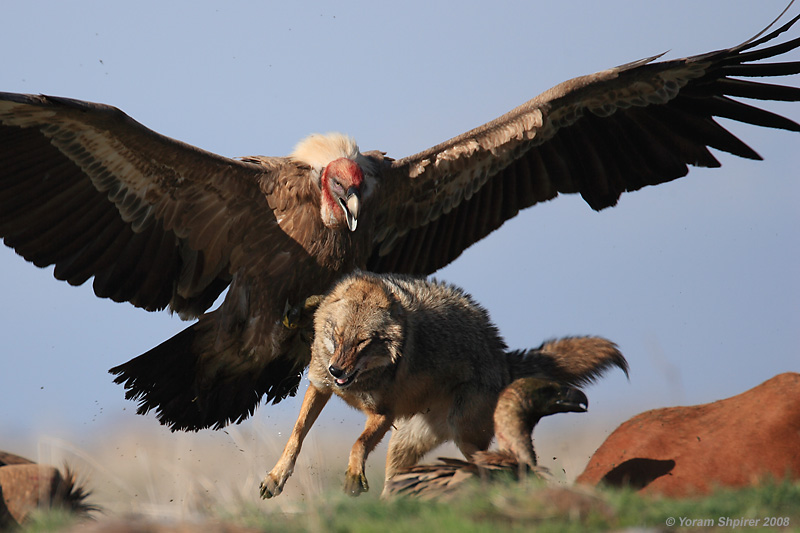 CenozoicDragons's tweet photo. I would have gone with them largely being whale carcass eaters like the California Condor since that's one of the possible explanations for why the Condor survived while the Teratorns went extinct. But with the dragons being active predators hunting bison is probably sufficient. https://t.co/K7qJhDyO2L