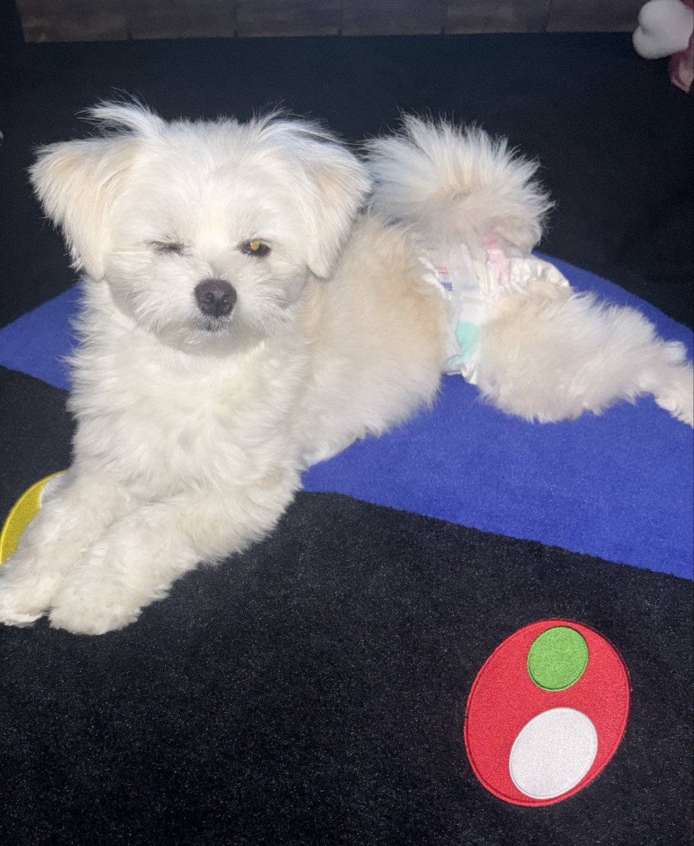 ドーン🐾 tweet media