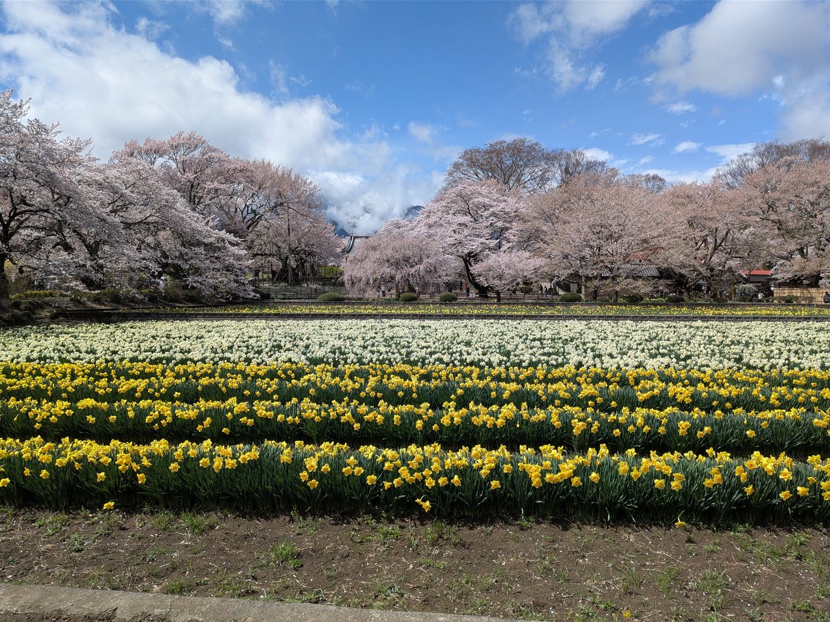 takayanopapa's tweet photo. 4月2日(木)に日本三大桜の一つ『山高神代桜���を見に行きました。神代桜は、樹齢2000年とも言われる古木で、日本武��が東国へ遠征された際に立ち寄り、この桜を植えたと伝えられています。せでに散り始めており、ギリギリセーフで優美な姿を見ることができました。 https://t.co/QYTUat1cRE
