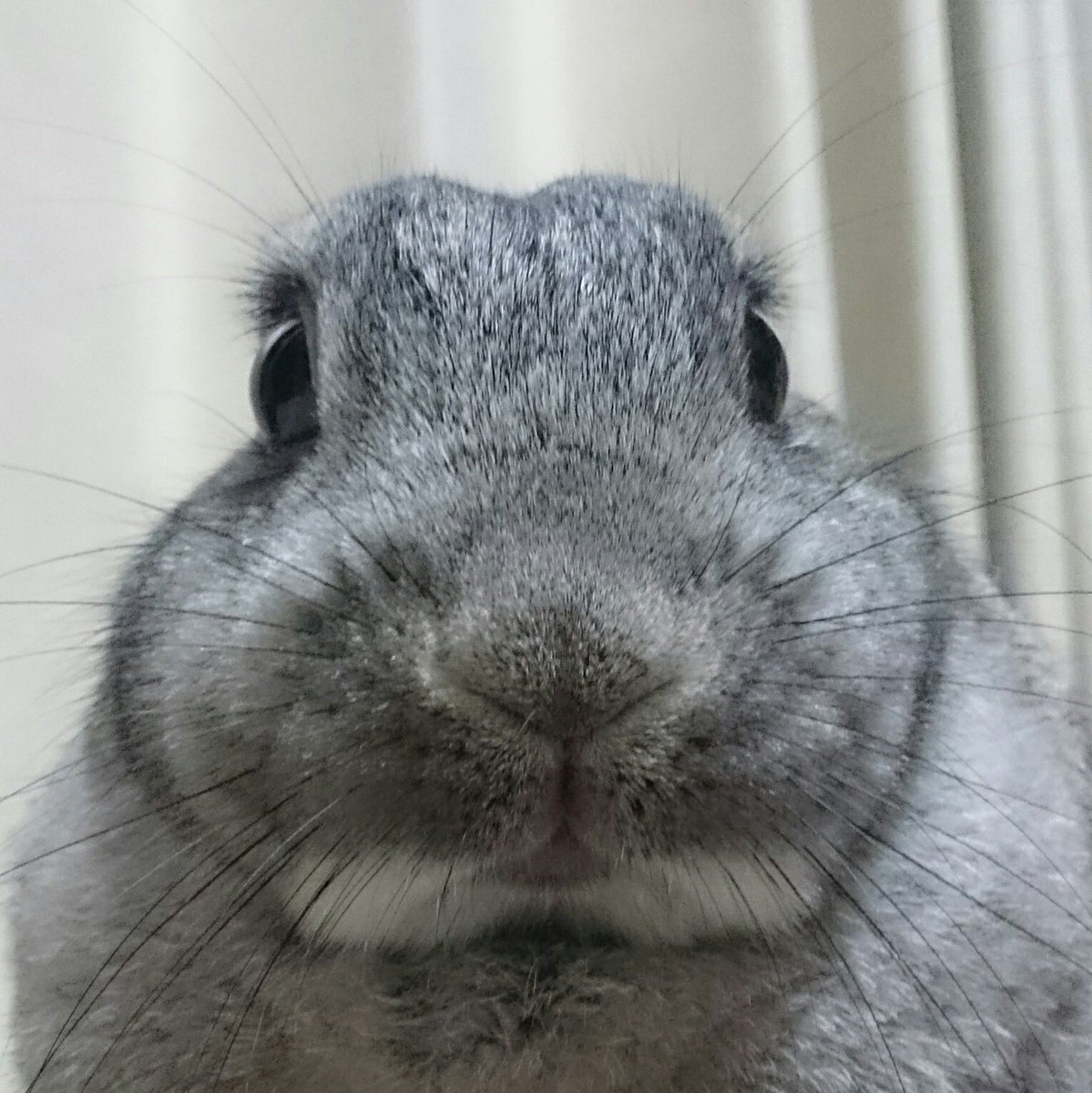 ラビ山　ノン tweet media
