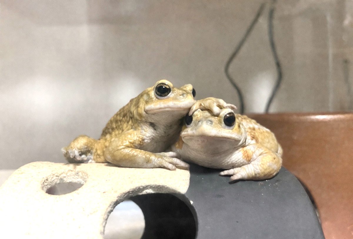 ごもら tweet media