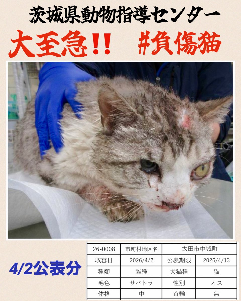 🇯🇵GOLL tweet media