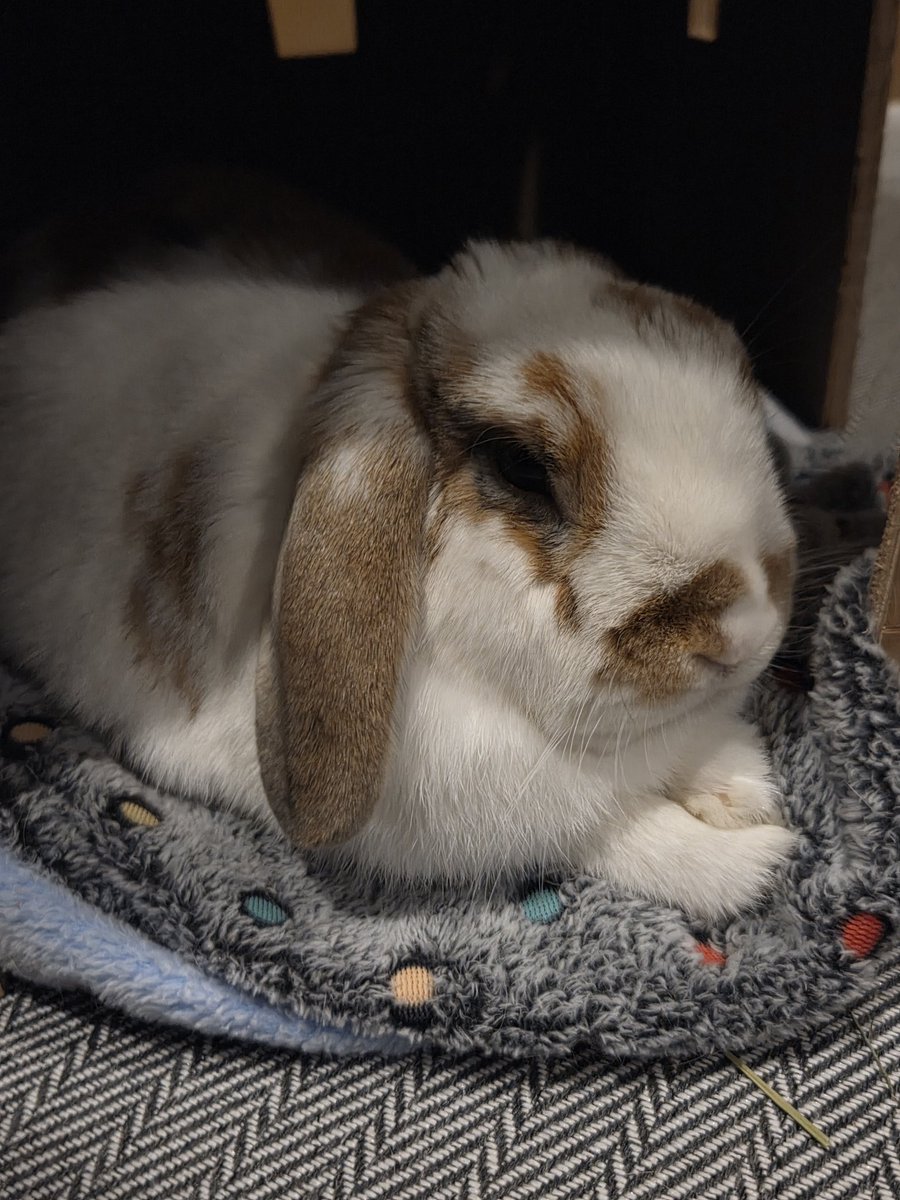 Bree 🌹⚰️ tweet media