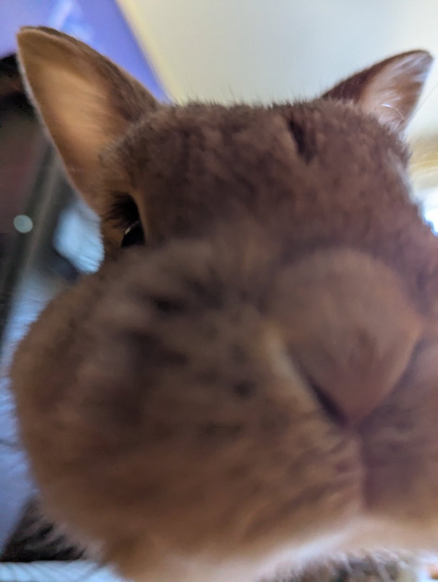 Macie tweet media
