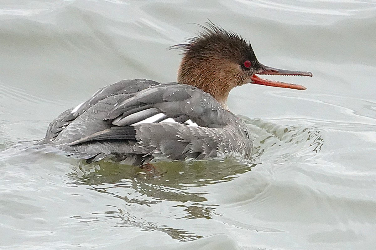 Dan Bright tweet media