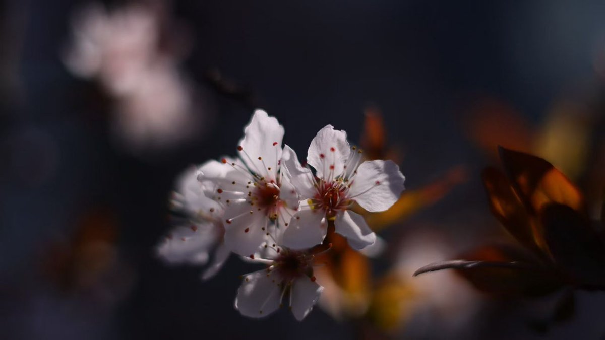 澜心(唯一号) tweet media