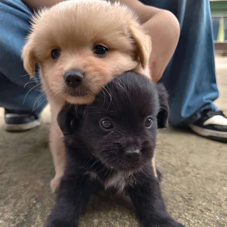 Dogs all the way tweet media