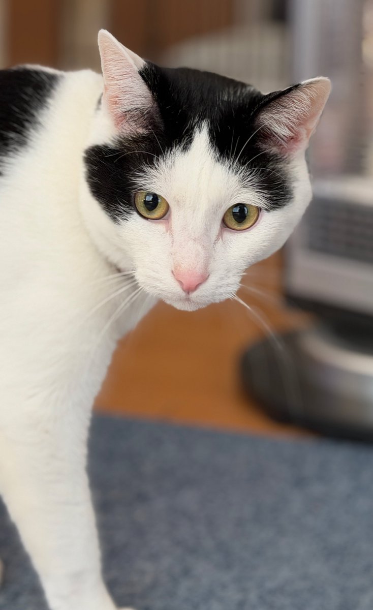 朝は玉子かけご飯@春が待ち遠しい😌 tweet media