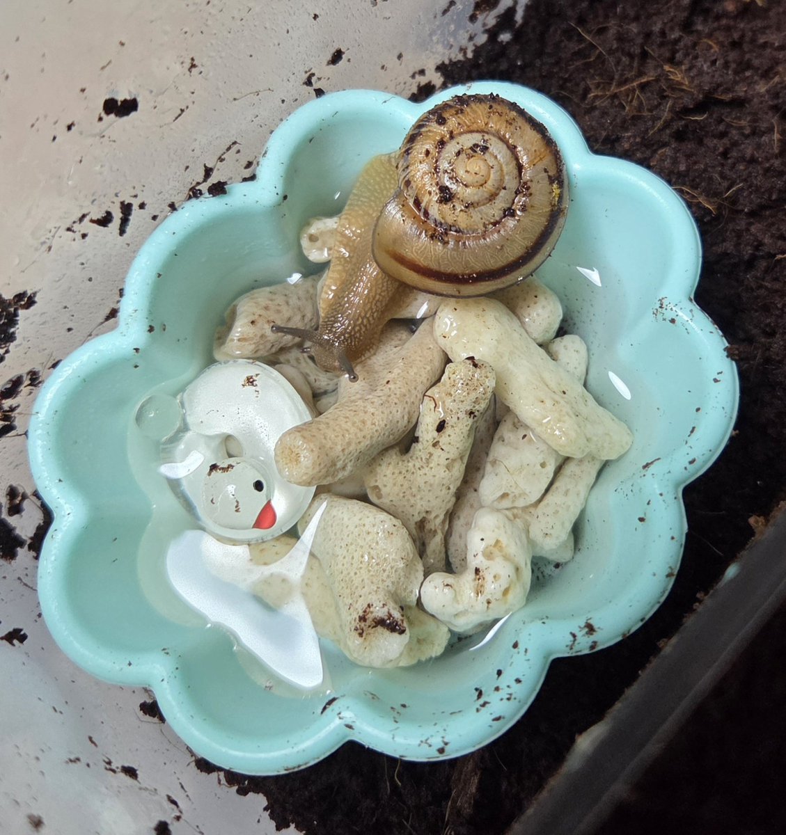 양깅 달팽이 계정 tweet media