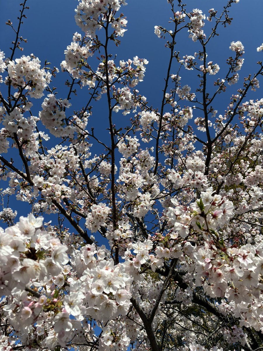 mani🍃🌊 tweet media