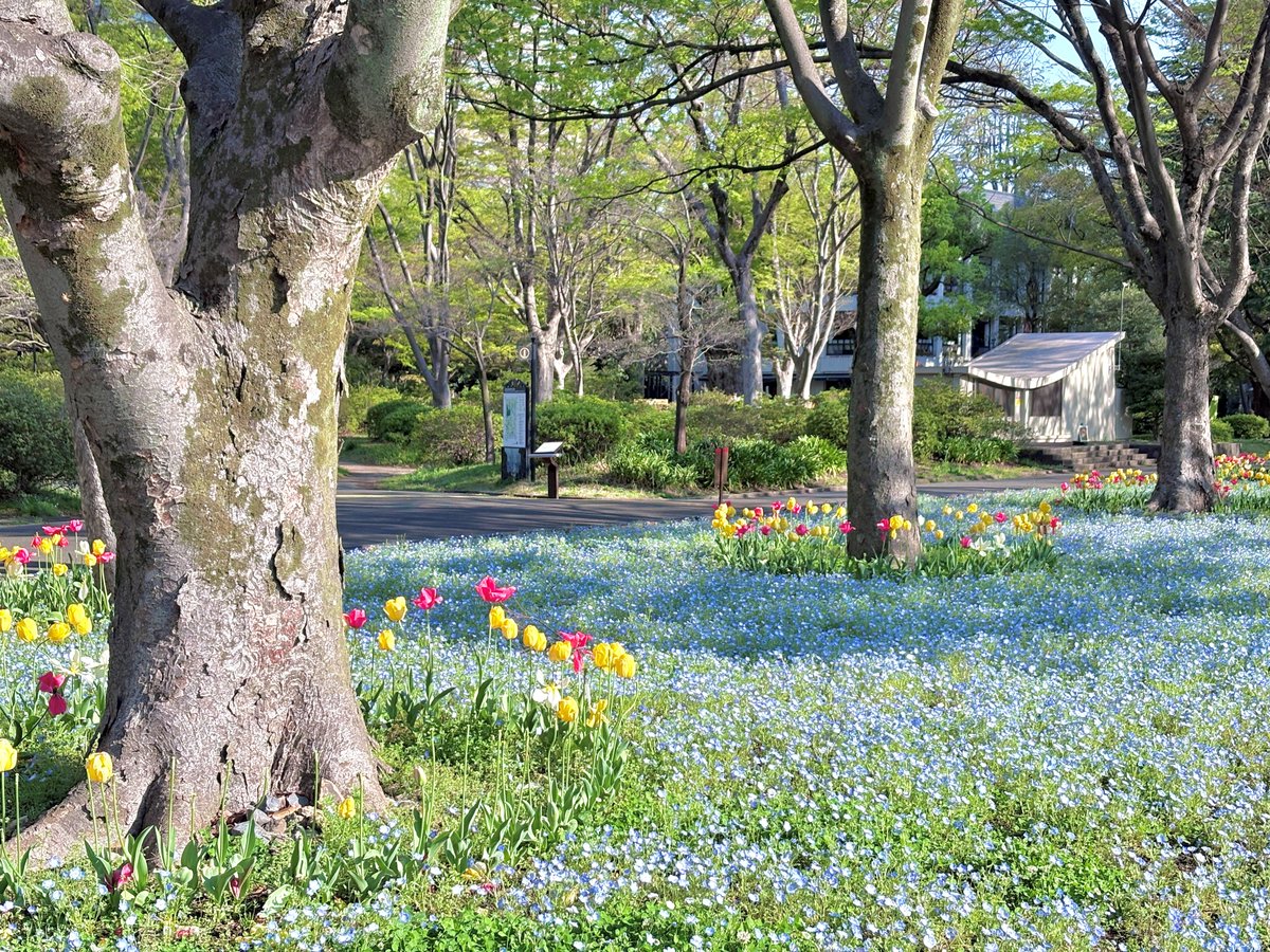 園長です。 今朝の芝庭広場脇花壇の様子です。 今日は天気が良く