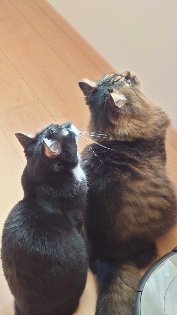 らーそん母さん🍎 tweet media