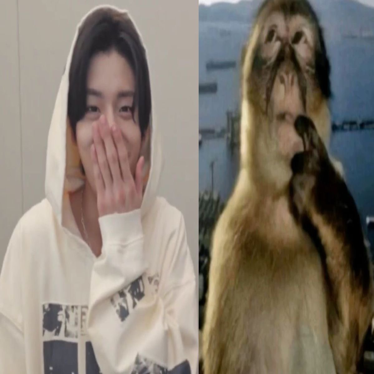 laya 𝜗ৎ ENHYPEN IS 7 tweet media