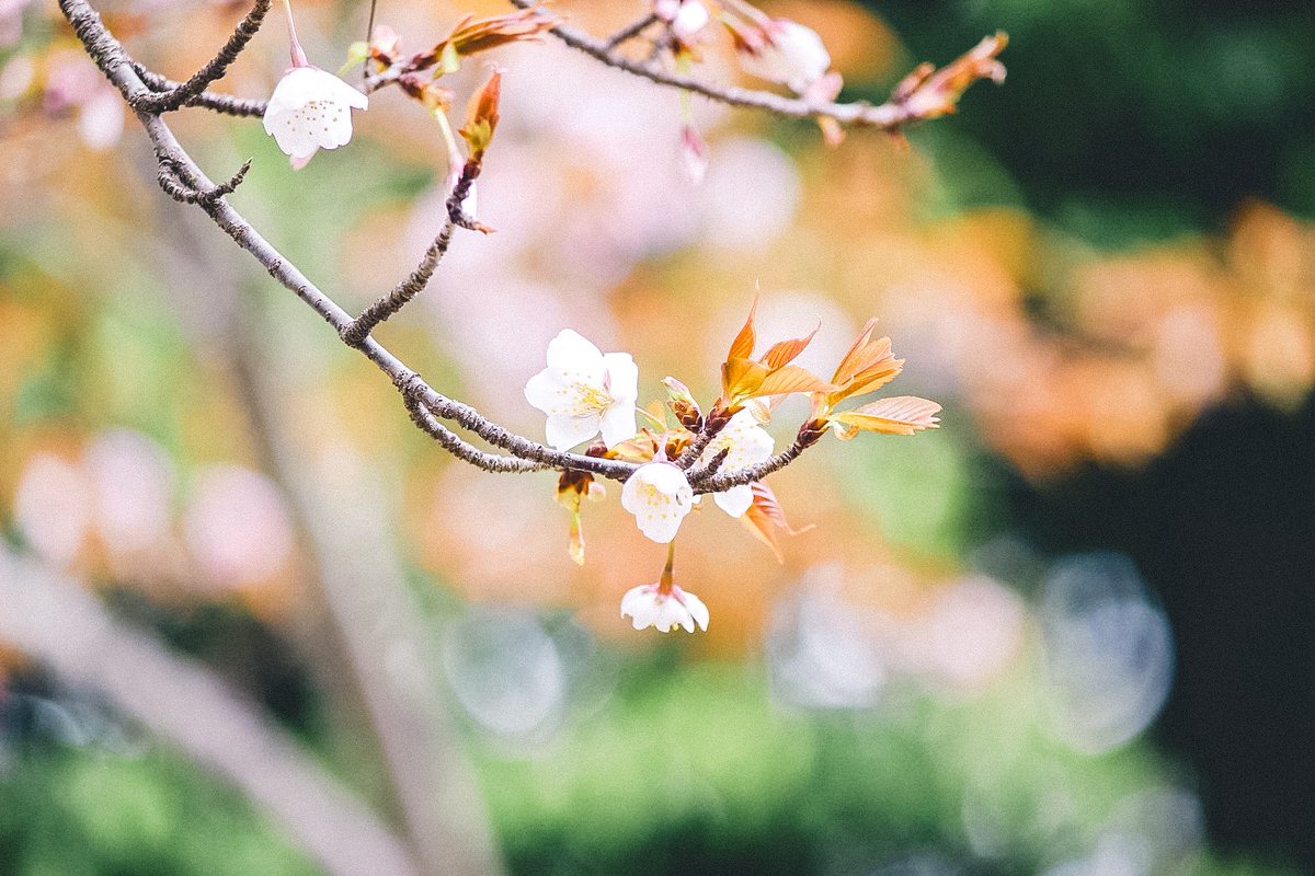 くうみん🌷designer tweet media