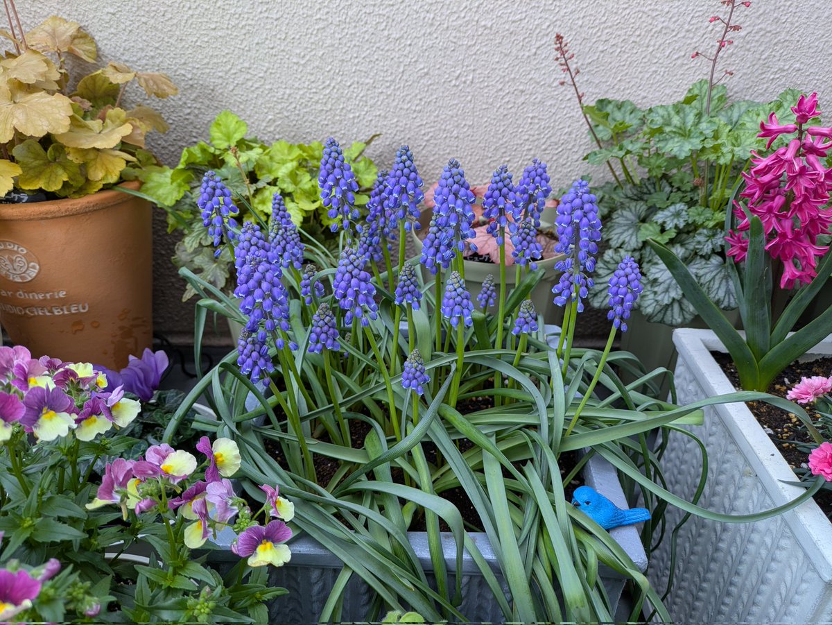 ももしょうえん🌸 tweet media