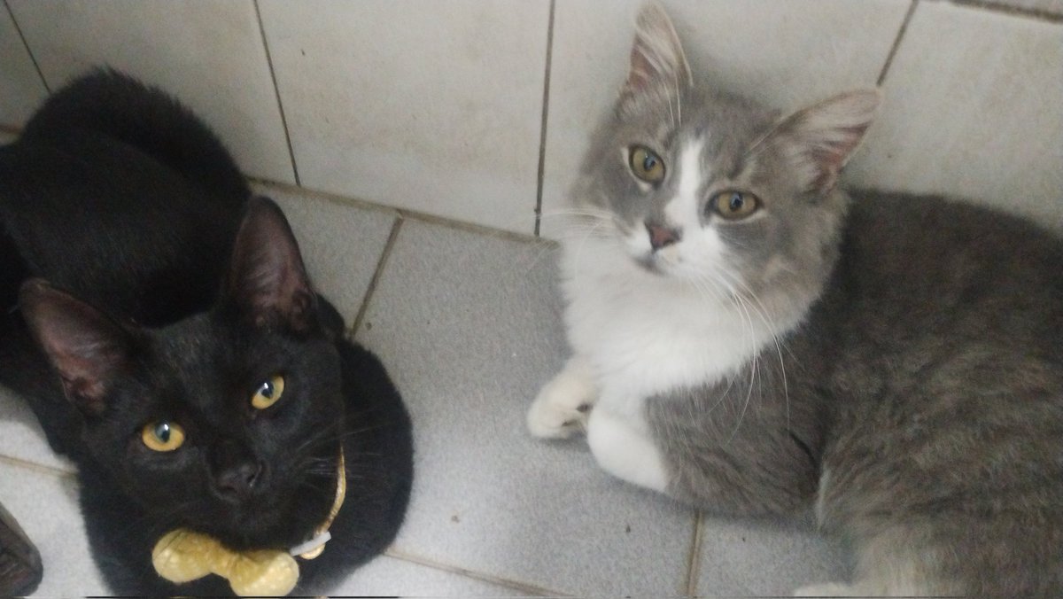 Lia y Milo tweet media