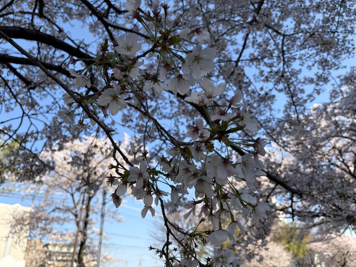 小出 祐太🍜@相模原のスズキ専門店の人 tweet media