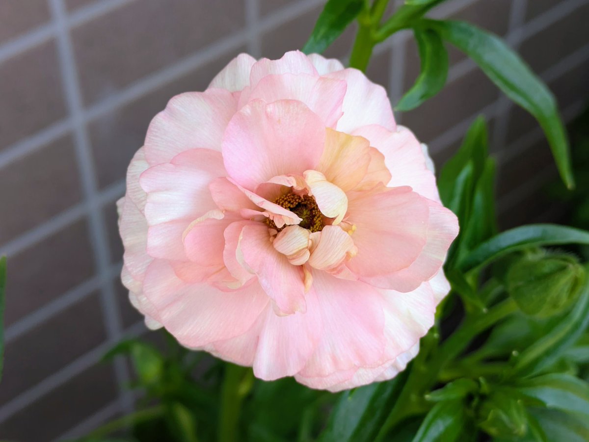 ももしょうえん🌸 tweet media