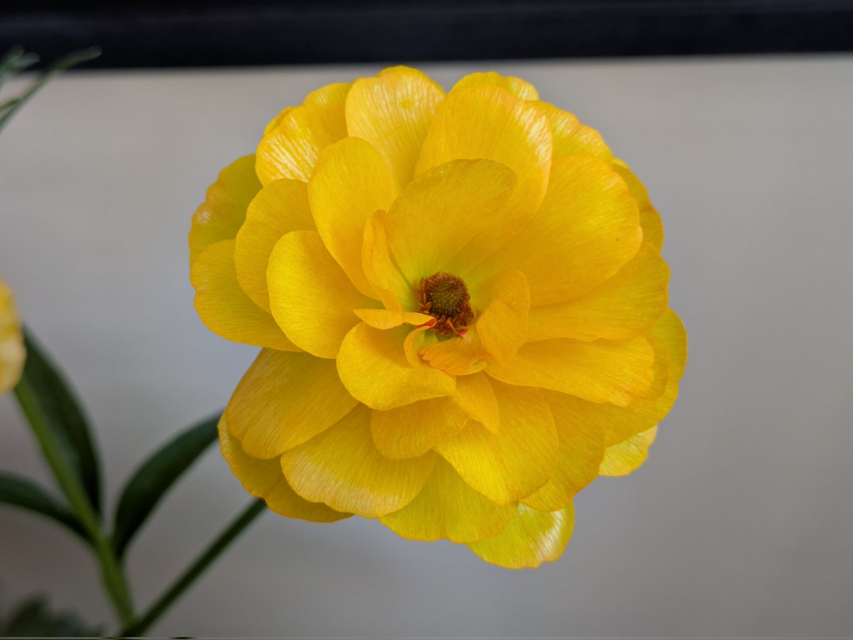 ももしょうえん🌸 tweet media