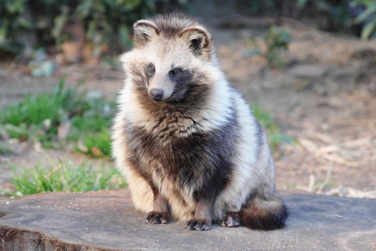東武動物公園【公式】リュウくん tweet media