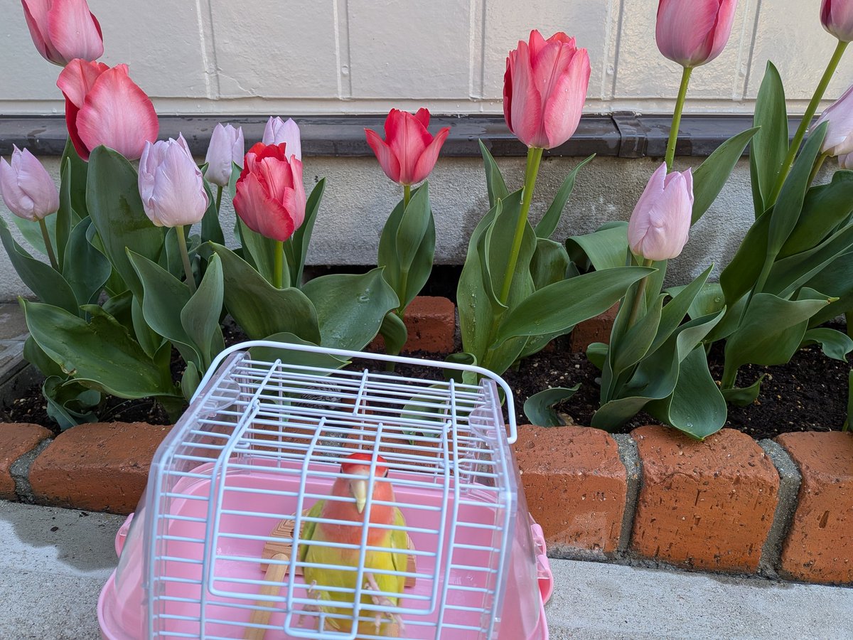 キョロキチ tweet media