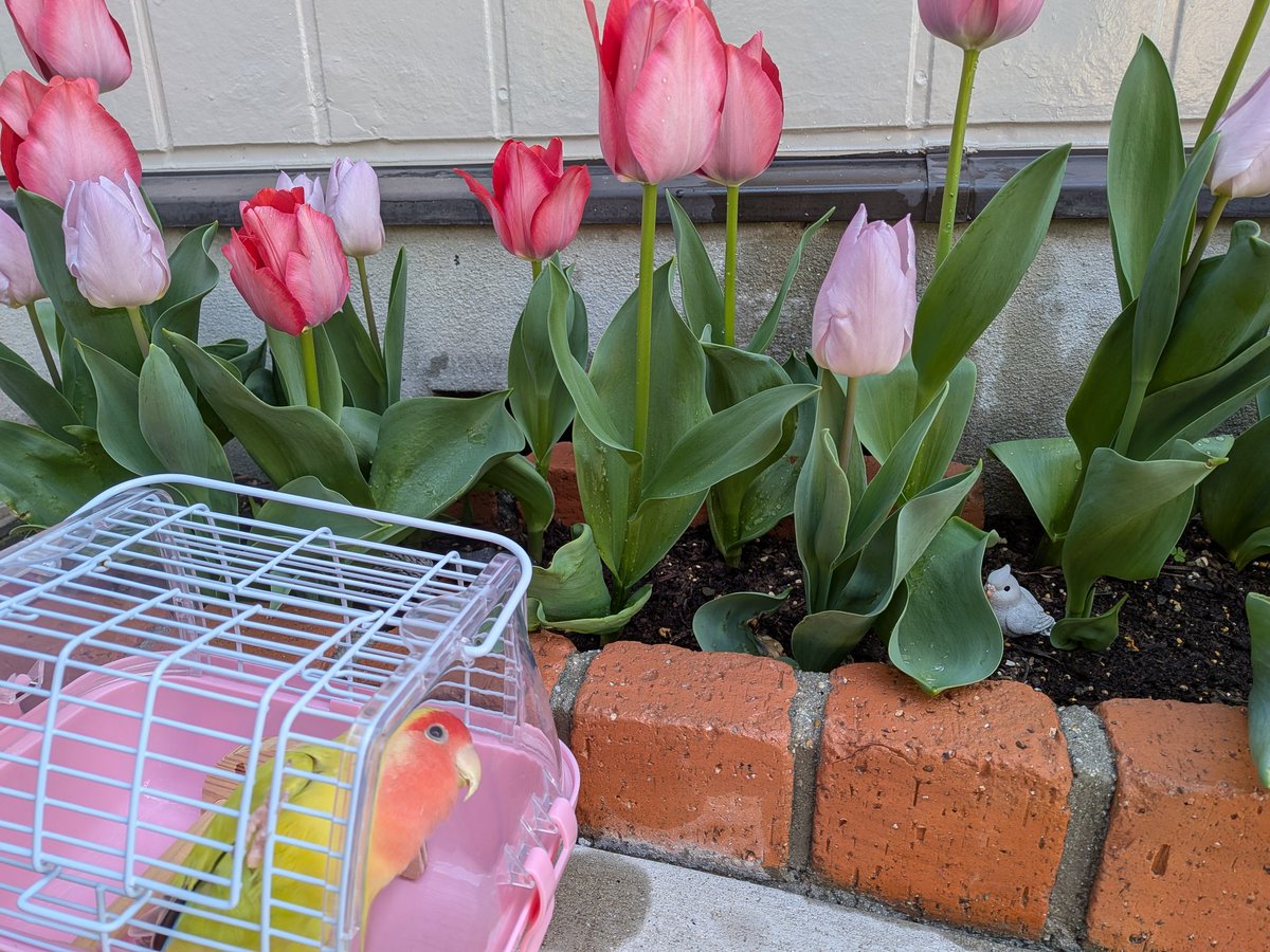 キョロキチ tweet media