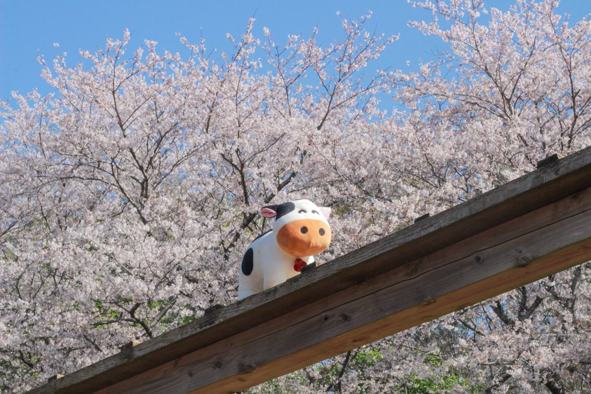 おはようございますなの～🐮

ヤギ橋、桜、青空、ゆめこなの～！！！！！