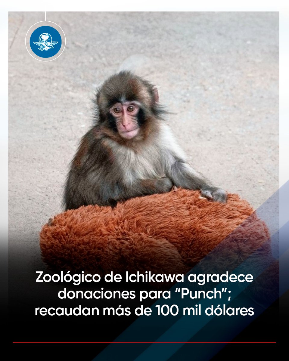 ¡El efecto Punch! 🤑 El objetivo de la recaudación de fondos es mejorar la infraestructura del área de chimpancés del Zoológico de Ichikawa y las zonas donde habitan los animales en general 🐒

eluniversal.com.mx/tendencias/zoo…