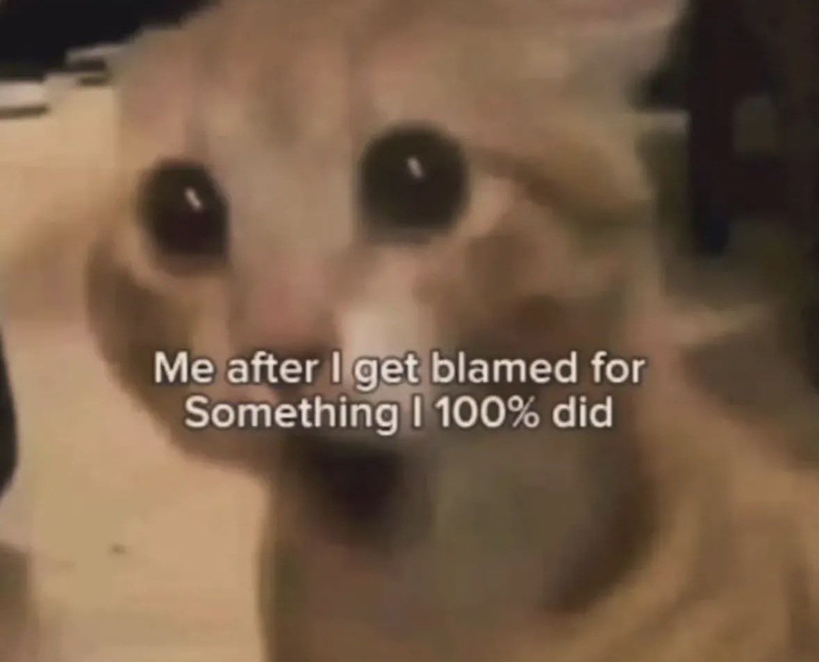 LiterallyMeCats tweet media